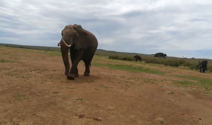 Metáfora del elefante que te ayudará a reflexionar
